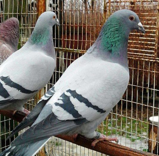 Orig. Dincă Cristian