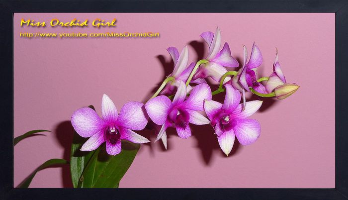 Dendrobium Polar Fire - 1 Reinfloriri 2013