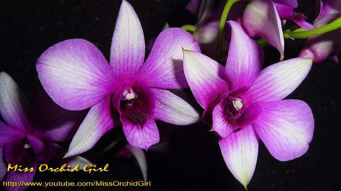 Dendrobium Polar Fire - Orhidee Dendrobium Phalaenopsis