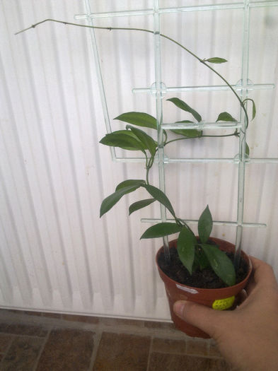 h. lacunosa - Hoya - colectie