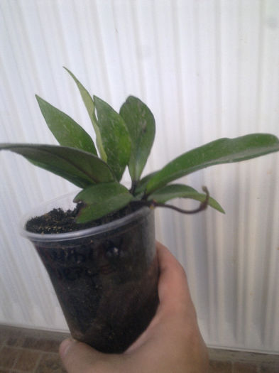 hawaiian royal purple