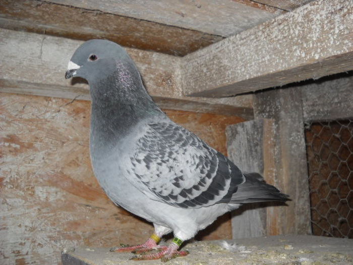 Picture 1919 - P VOIAJORI STANDARD TINERET 2013