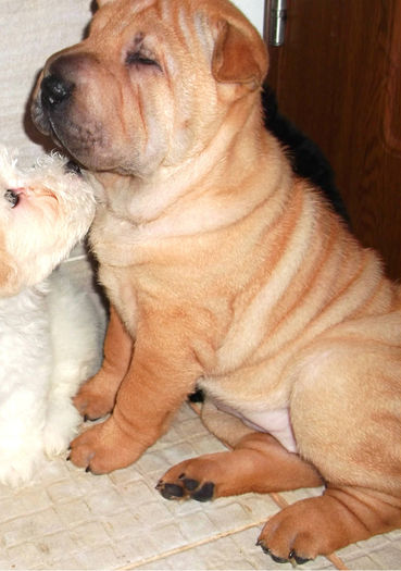  - SHAR-PEI de vanzare-VANDUTI