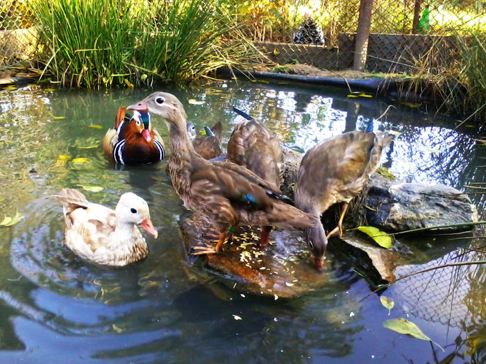 Rate mandarin; 2013-10-12 16.52.16
