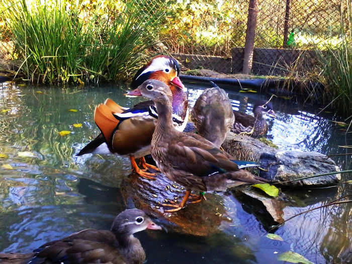 Rate mandarin; 2013-10-12 16.52.46
