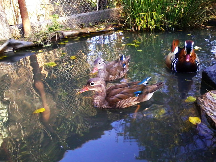 Rate mandarin; 2013-10-12 16.56.28
