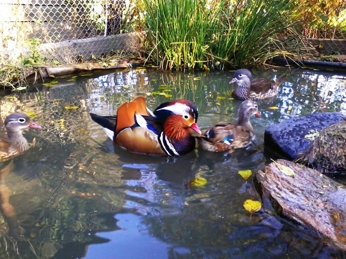 Rate mandarin; 2013-10-12 16.56.35

