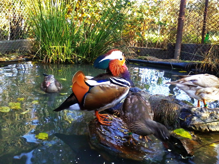 Rate mandarin; 2013-10-12 16.57.41
