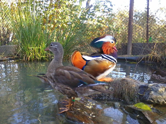 Rate mandarin; 2013-10-12 16.58.02
