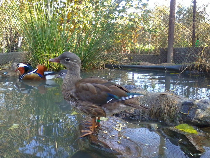 Rate mandarin; 2013-10-12 16.58.08
