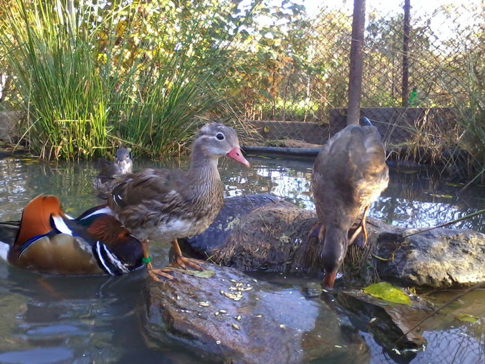 Rate mandarin; 2013-10-12 16.58.21
