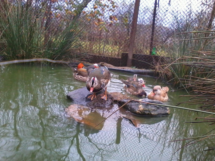 Rate mandarin; 2013-11-06 15.56.21
