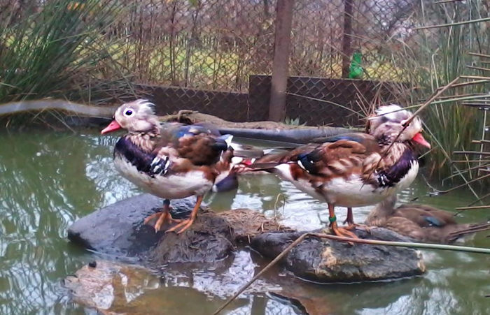Rate mandarin; 2013-11-06 15.56.35
