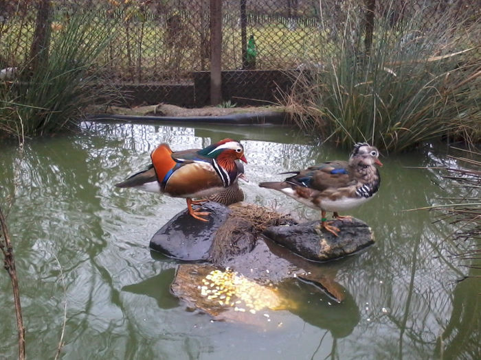 Rate mandarin; 2013-11-06 16.03.45
