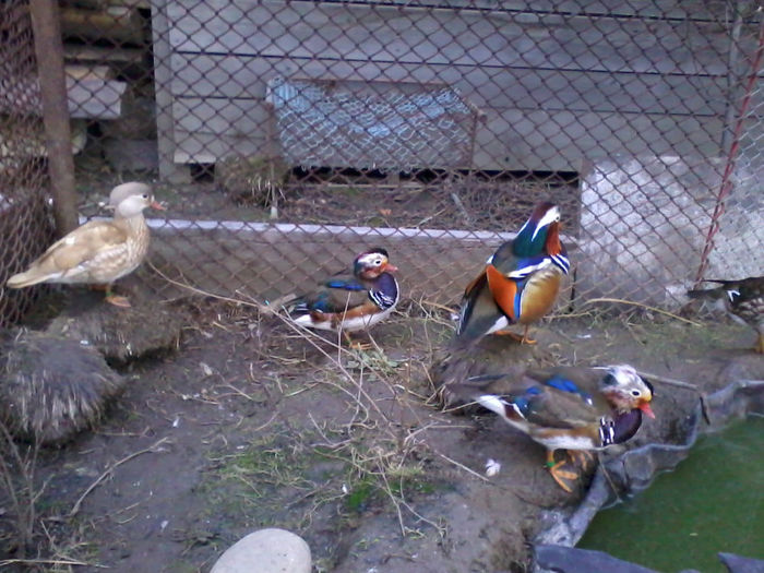 Rate mandarin; 2013-11-12 16.53.32
