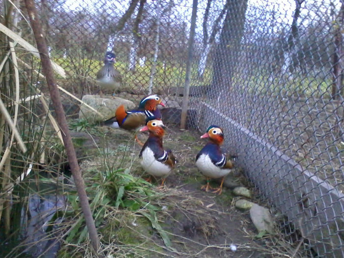 Rate mandarin; 2013-11-20 16.50.47
