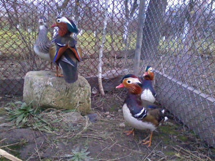 Rate mandarin; 2013-11-20 16.56.46
