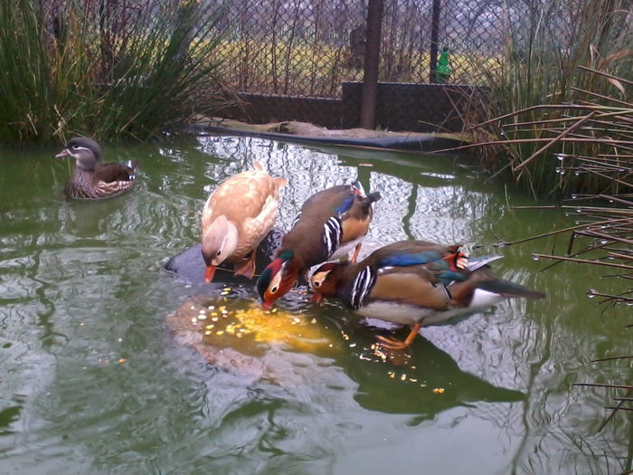 Rate mandarin; 2013-11-25 11.43.18
