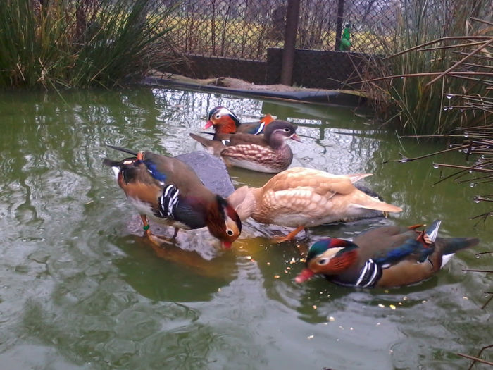 Rate mandarin; 2013-11-25 11.43.56
