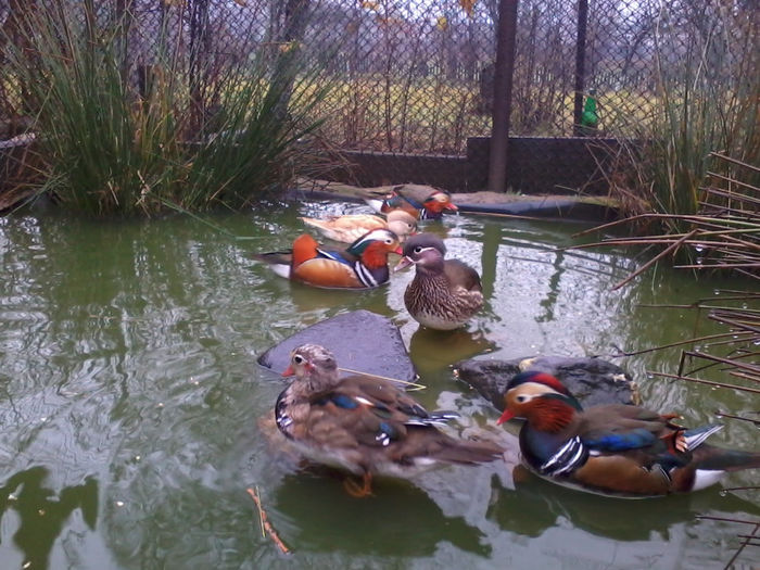Rate mandarin; 2013-11-25 11.45.11
