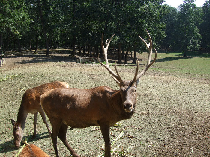 poze2013 240; Zoo Tg.Mures
