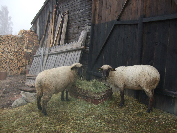 poze   2012 250 - oile lui Ilie Tinca din Izvorul Mures