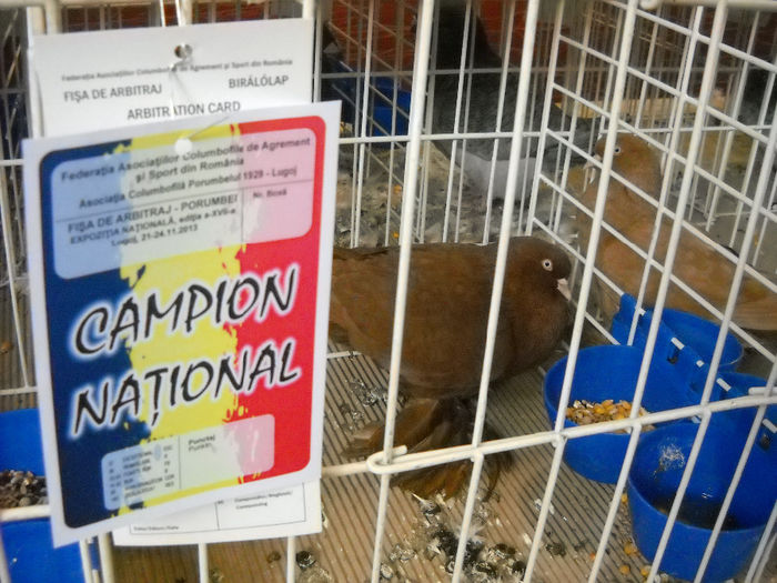 CAMPIONUL MEU
