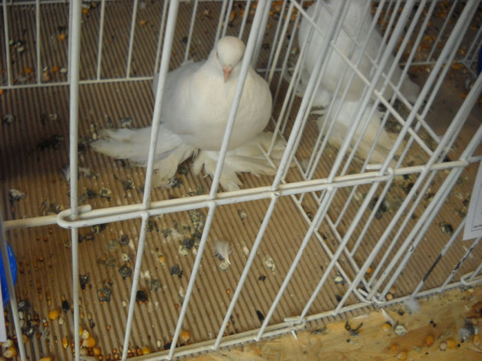 Picture 537