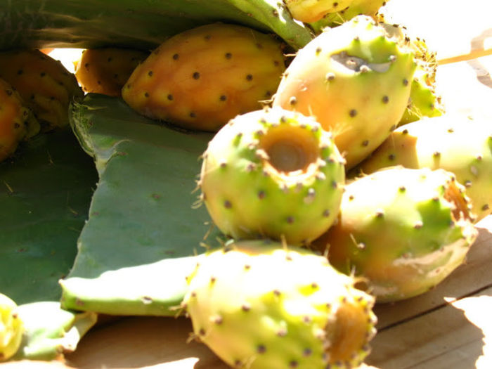 Cactusul chumbo (Opuntia ficus indica) - SAPUN NATURAL-EXOTIC-cu LIME CACTUS SI AVOCADO