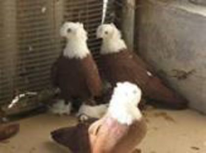 Jucatori de Blagodar