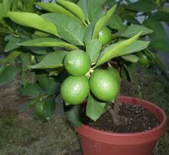 lime - SAPUN NATURAL-EXOTIC-cu LIME CACTUS SI AVOCADO