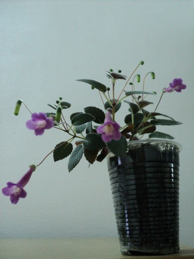 Tinkerbelluta! - pupici, Simo!