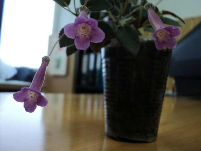 Tinkerbells! - o gingasica! multumesc, Simo!