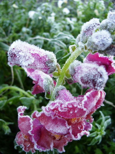 Frost Snapdragon