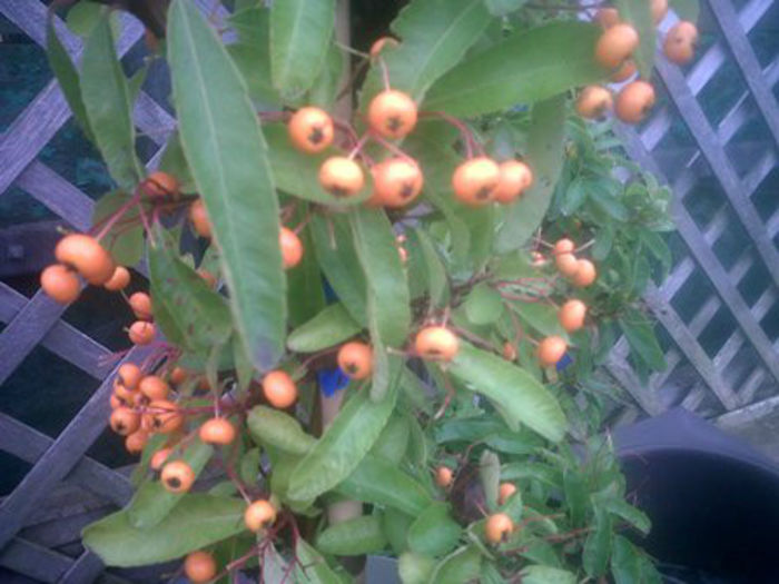 mahave-berries