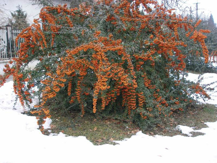 PYRACANTHA ORANGE CHARMER