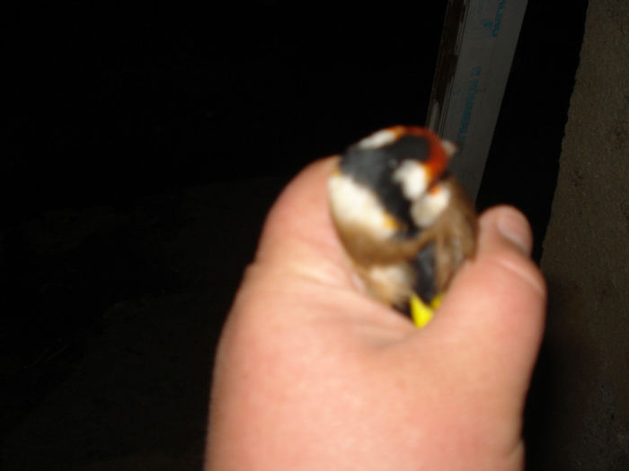 sticletu batrin cu puncte dupa cap