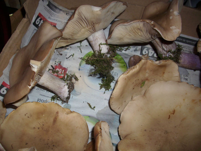 DSCI0405 - 2012 anul sau mai bine zis toamna ciupercilor