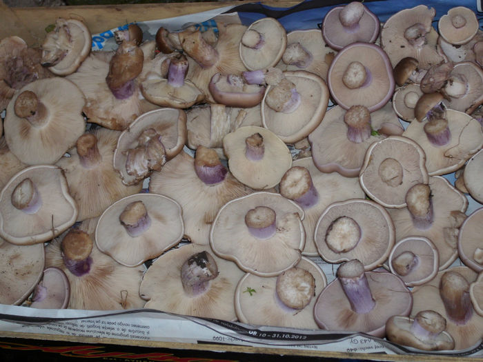 DSCI0767 - 2012 anul sau mai bine zis toamna ciupercilor