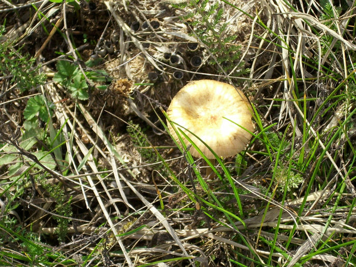 DSCI0599 - 2012 anul sau mai bine zis toamna ciupercilor