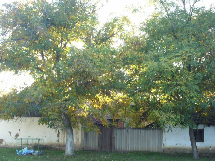 DSCI0252
