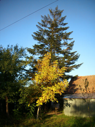 DSCI0258