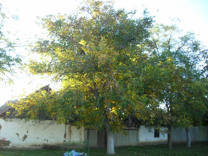 DSCI0262