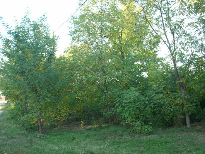 DSCI0265
