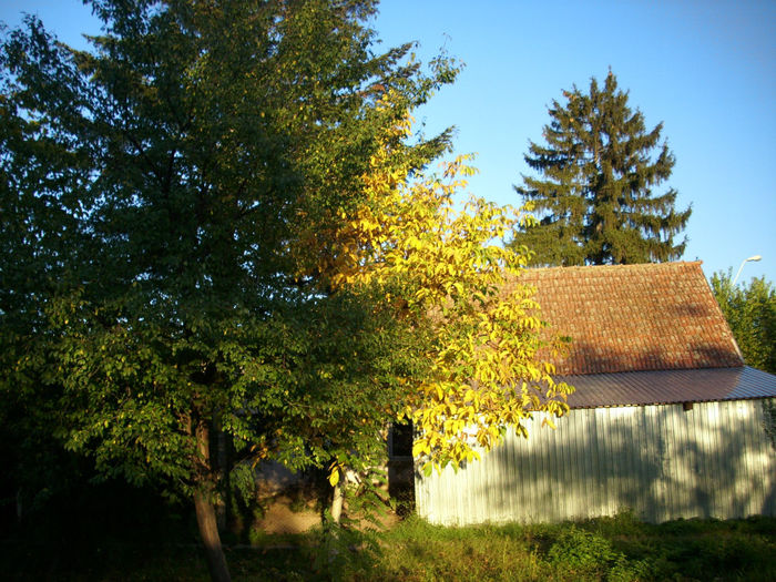 DSCI0266