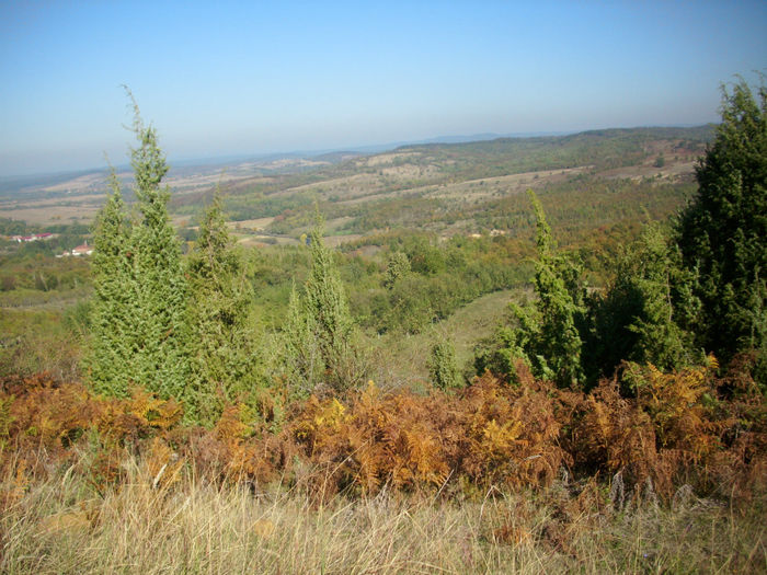 DSCI0307