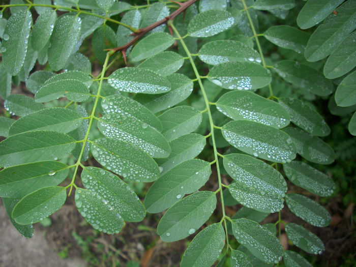 DSCI0368