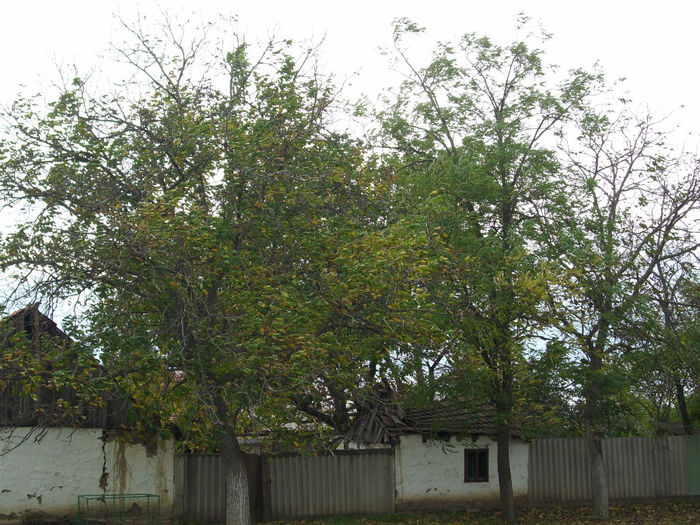 DSCI0418