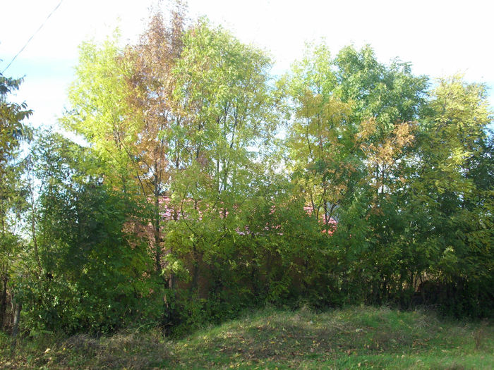 DSCI0560
