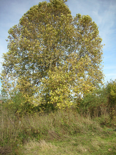 DSCI0577